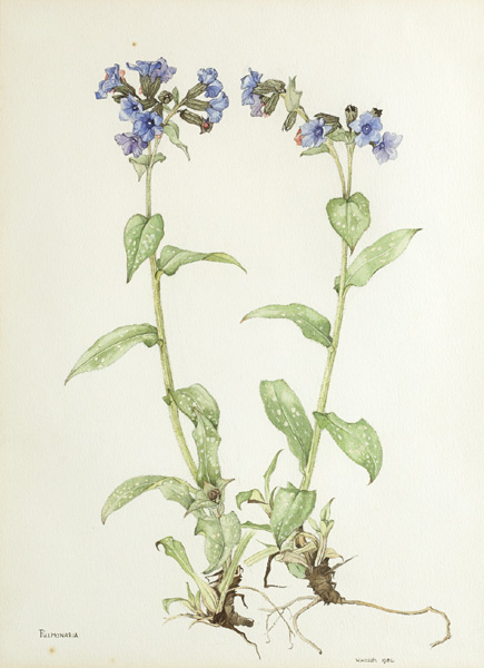 PULMONARIA by Wendy F. Walsh sold for 800 at Whyte's Auctions