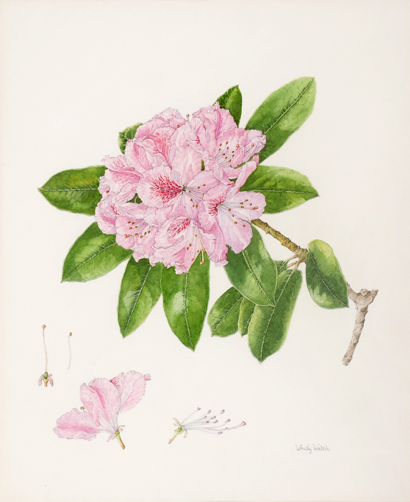 RHODODENDRON II, 1987 by Wendy F. Walsh sold for 900 at Whyte's Auctions