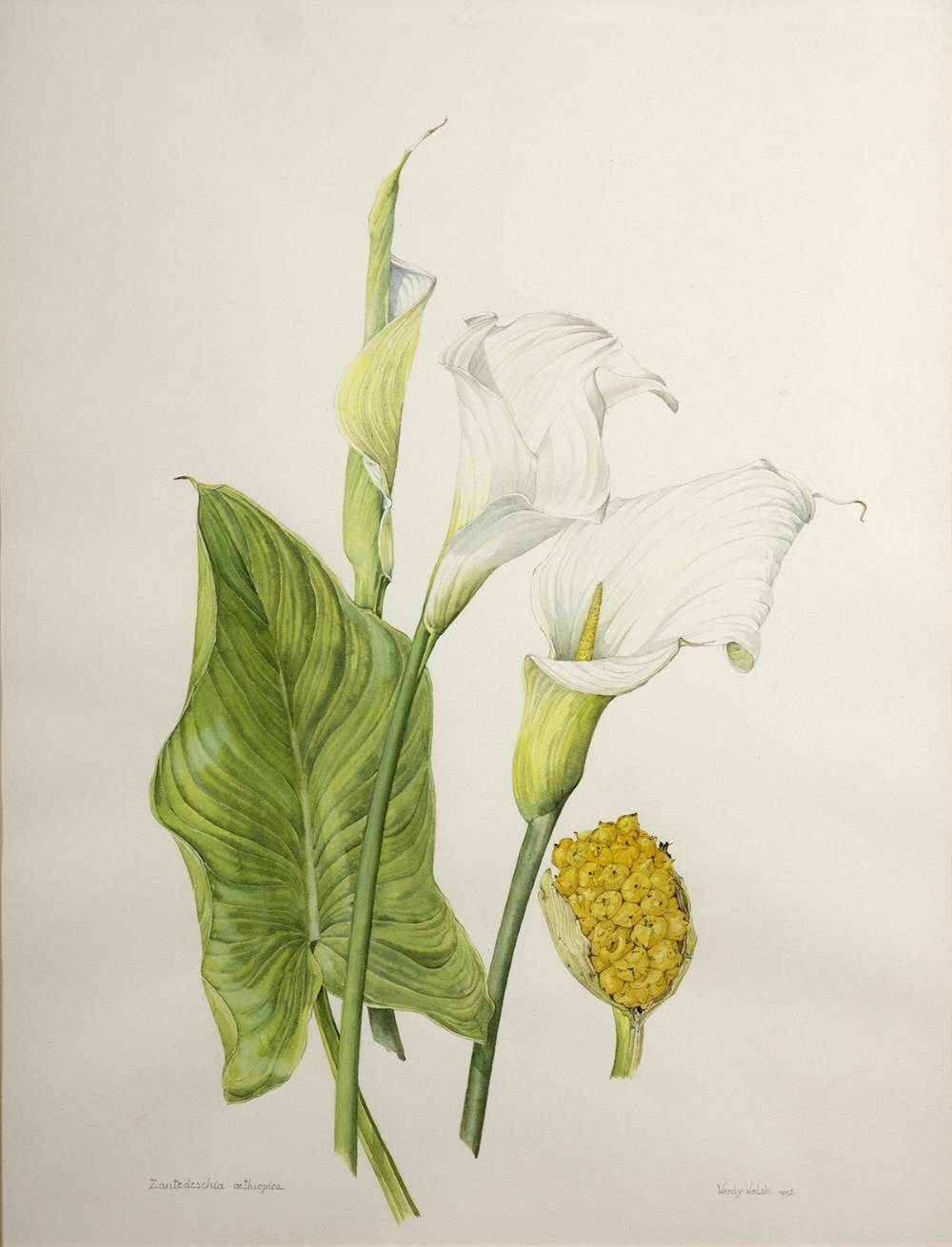 ZANTEDESCHIA AETHIOPICA, 1992 by Wendy F. Walsh sold for 1,000 at Whyte's Auctions