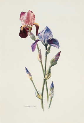IRIS by Frank Egginton RCA (1908-1990) at Whyte's Auctions