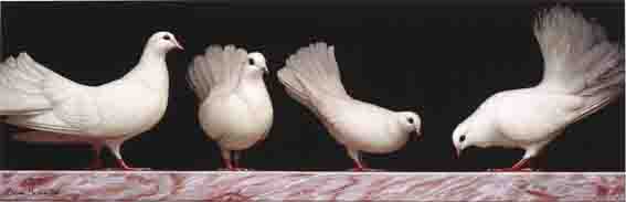 WHITE FAN-TAIL PIGEONS by Brian McCarthy sold for �3,900 at Whyte's Auctions