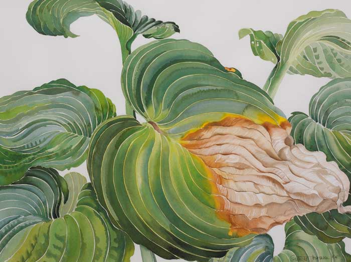 STREPTOCARPUS LEAVES by Patricia Jorgensen (b.1936) at Whyte's Auctions
