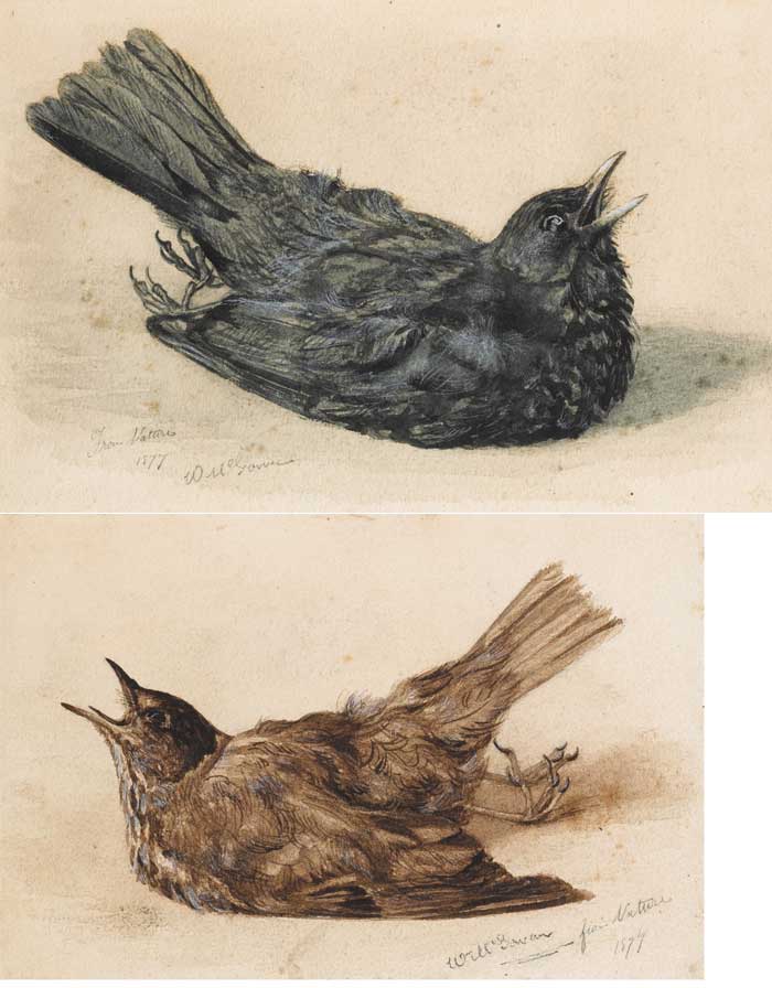 STUDIES OF BIRDS, 1877 (A PAIR) by William J. McGowan (fl. 1877-1919) at Whyte's Auctions