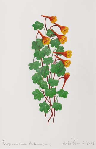 TROPAEOLUM TUBEROSUM, 2005 by Ed Miliano sold for �825 at Whyte's Auctions