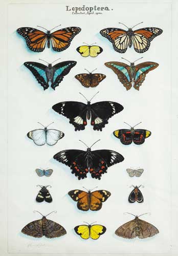 LEPIDOPTERA by Raymond McGrath PRHA (1903-1977) PRHA (1903-1977) at Whyte's Auctions