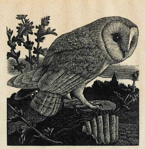 OWL by Charles Frederick Tunnicliffe (English, 1901-1979) at Whyte's Auctions