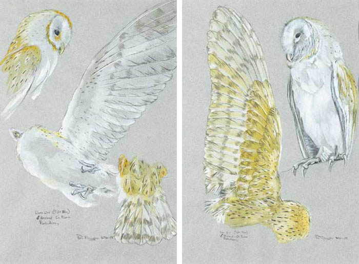 BARN OWLS, PORTAFERRY, CO DOWN, 1985 (A PAIR) by Philip Blythe (b.1962) at Whyte's Auctions