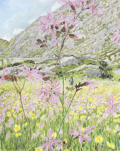 RAGGED ROBINS, BEARA, NEAR THE ALLIHIES, WEST CORK, 1980 by Tim Goulding (b.1945) at Whyte's Auctions