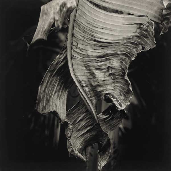 PALM HOUSE SERIES XXVIII, 2001 by Amelia Stein RHA (b.1958) at Whyte's Auctions