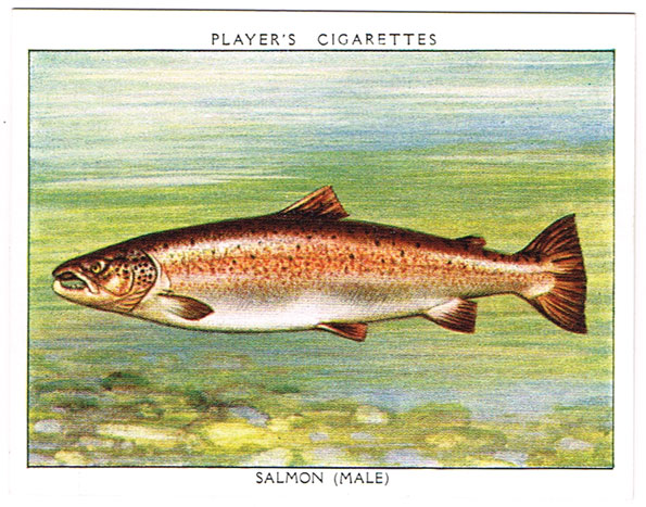 1935: Freshwater Fish series John Player and Sons cigarette cards at Whyte's Auctions