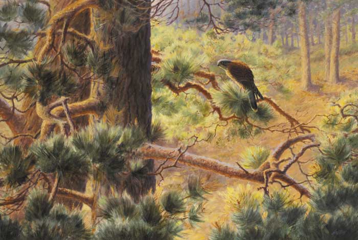 WARY WINDHOVER, 1990 by Roy Gaston sold for �1,700 at Whyte's Auctions