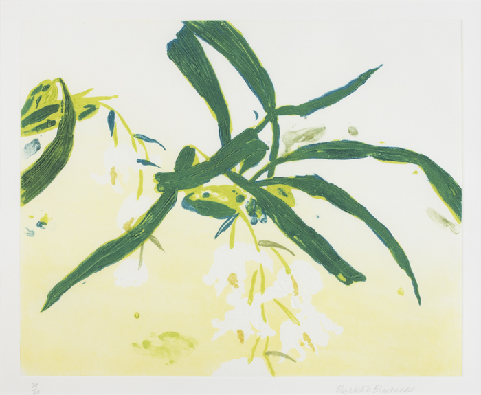 ORCHIDACEAE COELOGYNE CRISTATA by Dame Elizabeth Blackadder sold for �400 at Whyte's Auctions