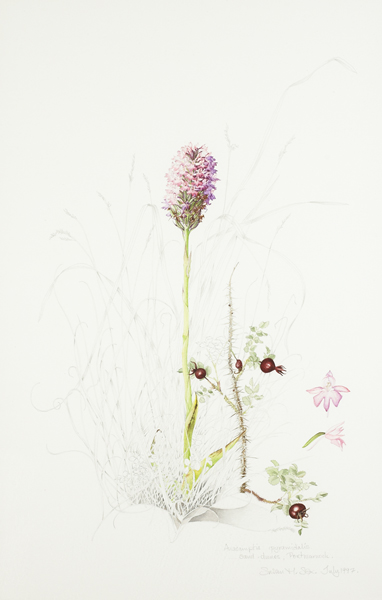 ANACAMPTIS PYRAMIDALIS, SAND DUNES, PORTMARNOCK, 1997 and IRELAND'S WILD ORCHIDS [2004] by Susan Sex  at Whyte's Auctions