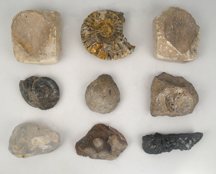 circa 150 million BC: Collection of fossils gathered in the North Kilkenny coalfields at Whyte's Auctions