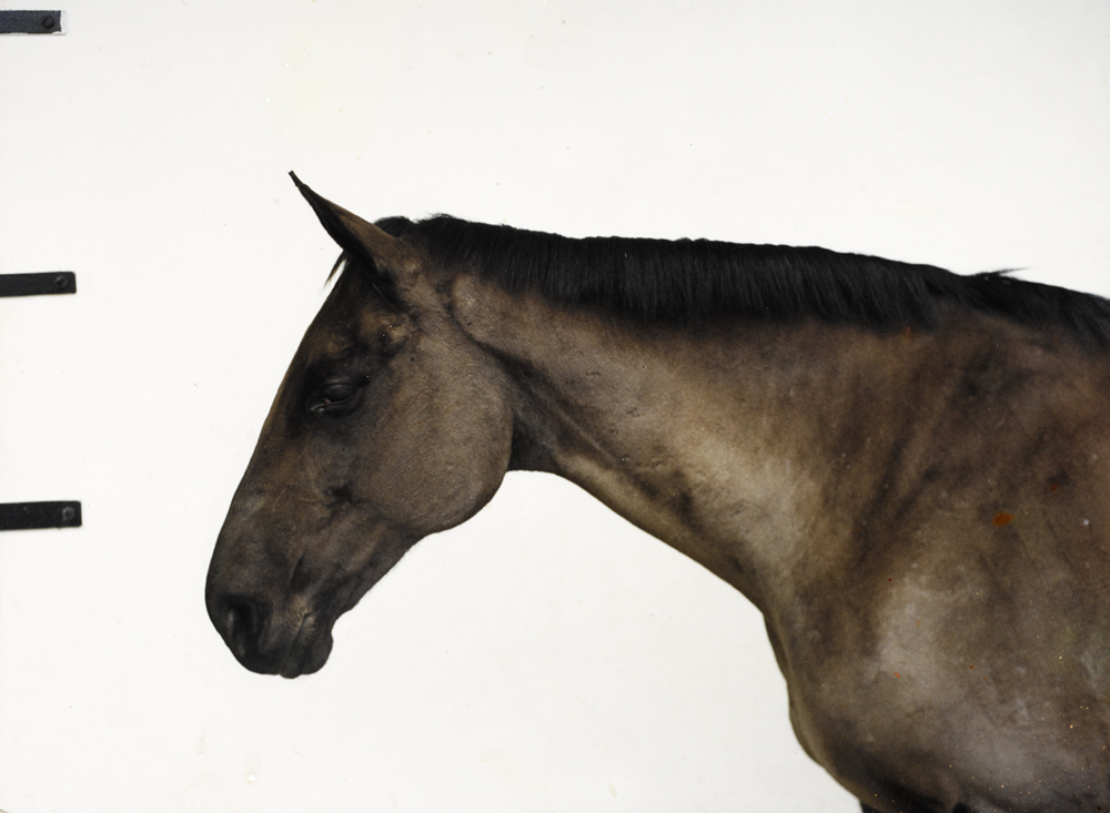 HORSE PORTRAIT, 2001 by John Gerrard sold for �1,400 at Whyte's Auctions