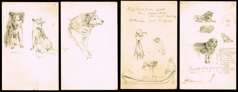 1900-1920 Polar Exploration, sketches of huskies. at Whyte's Auctions