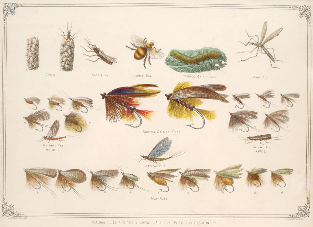 Fishing, Victorian prints of flies, tackle and the quarry. at Whyte's Auctions