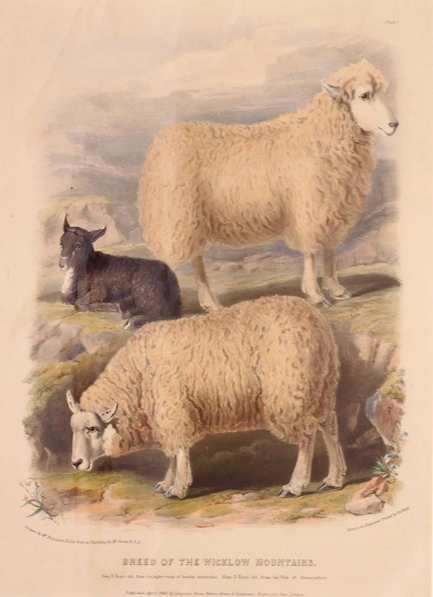 1840 Irish breeds of sheep and cows, illustrations of the Kerry Cow, Old Kerry Mountain Sheep and Wicklow Mountain Sheep. at Whyte's Auctions