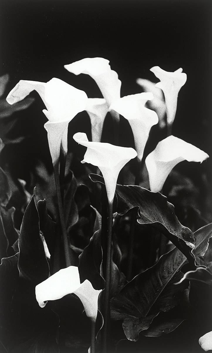 LILIES, 1999 by Giles Norman (b. 1961) (b. 1961) at Whyte's Auctions