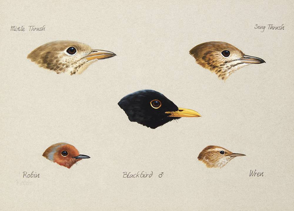 BIRD STUDIES [MISTLE THRUSH, SONG THRUSH, ROBIN, BLACKBIRD, WREN] by Julian Friers RUA (b.1956) RUA (b.1956) at Whyte's Auctions