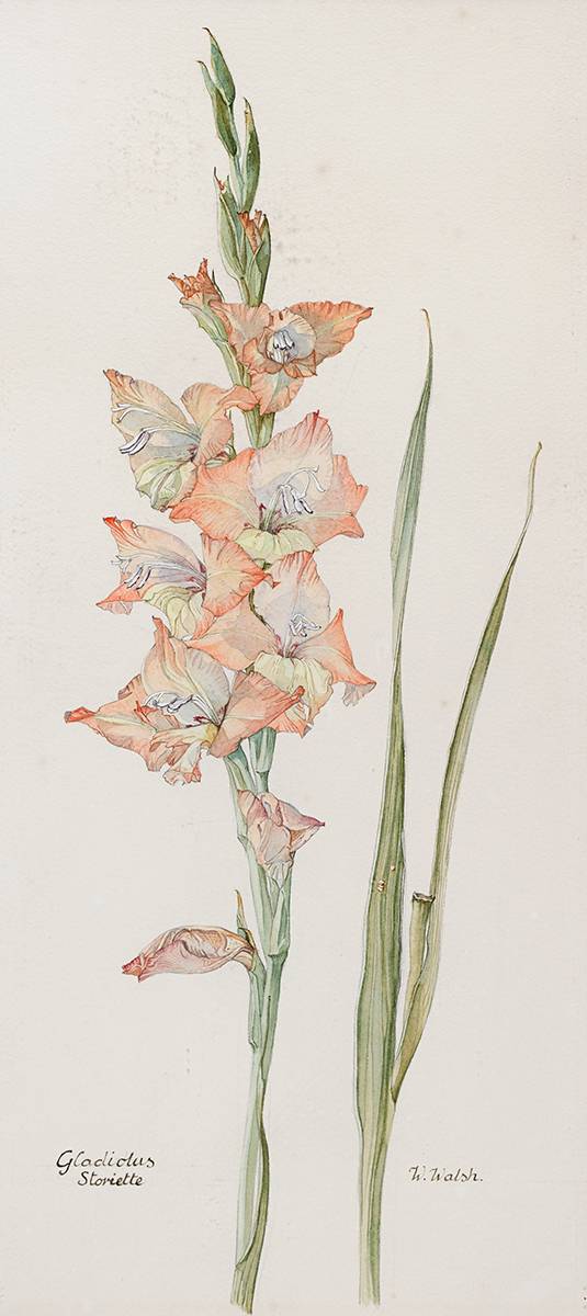 GLADIOLUS, STORIETTO by Wendy F. Walsh (1915-2014) at Whyte's Auctions