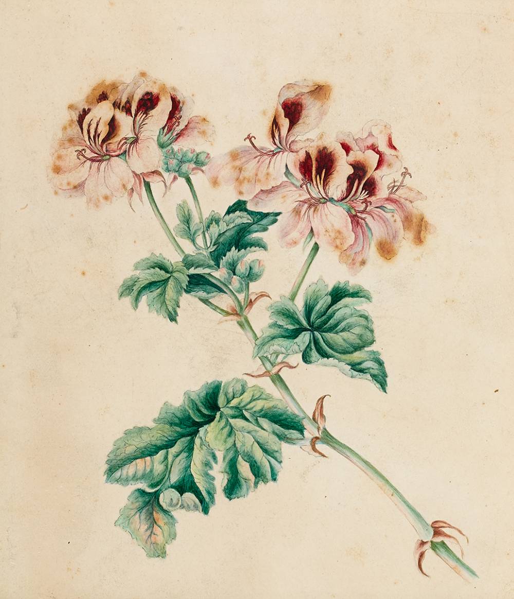 FLOWER STUDY by Elizabeth Middleton Pollexfen (1819-1892) at Whyte's Auctions