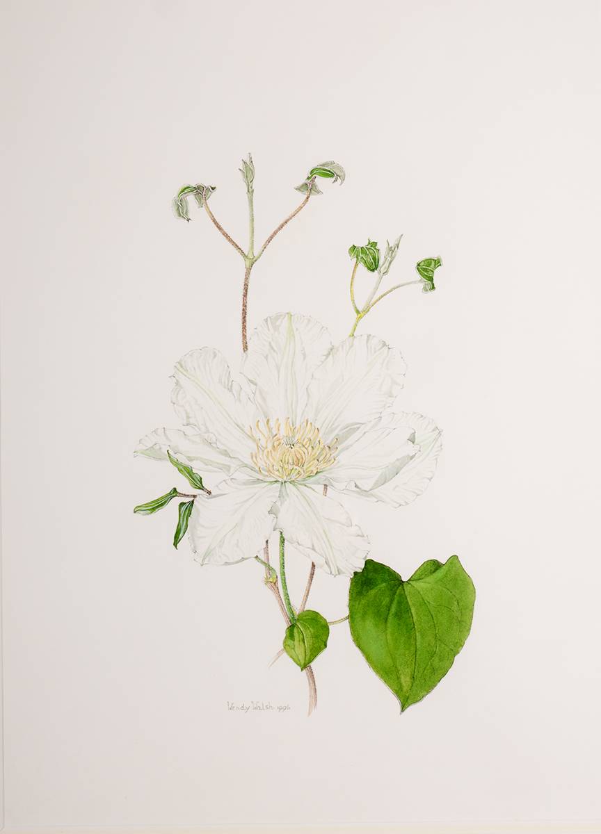 WHITE CLEMATIS, 1996 by Wendy F. Walsh sold for 1,400 at Whyte's Auctions