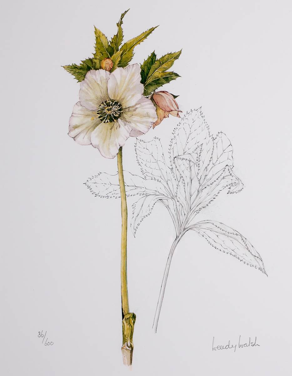 HELLEBORES, 2005 (SET OF THREE) by Wendy F. Walsh (1915-2014) at Whyte's Auctions
