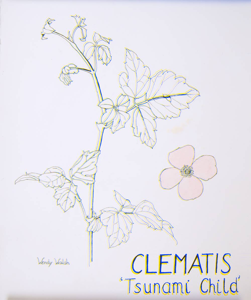 CLEMATIS, 'TSUNAMI CHILD' by Wendy F. Walsh (1915-2014) at Whyte's Auctions